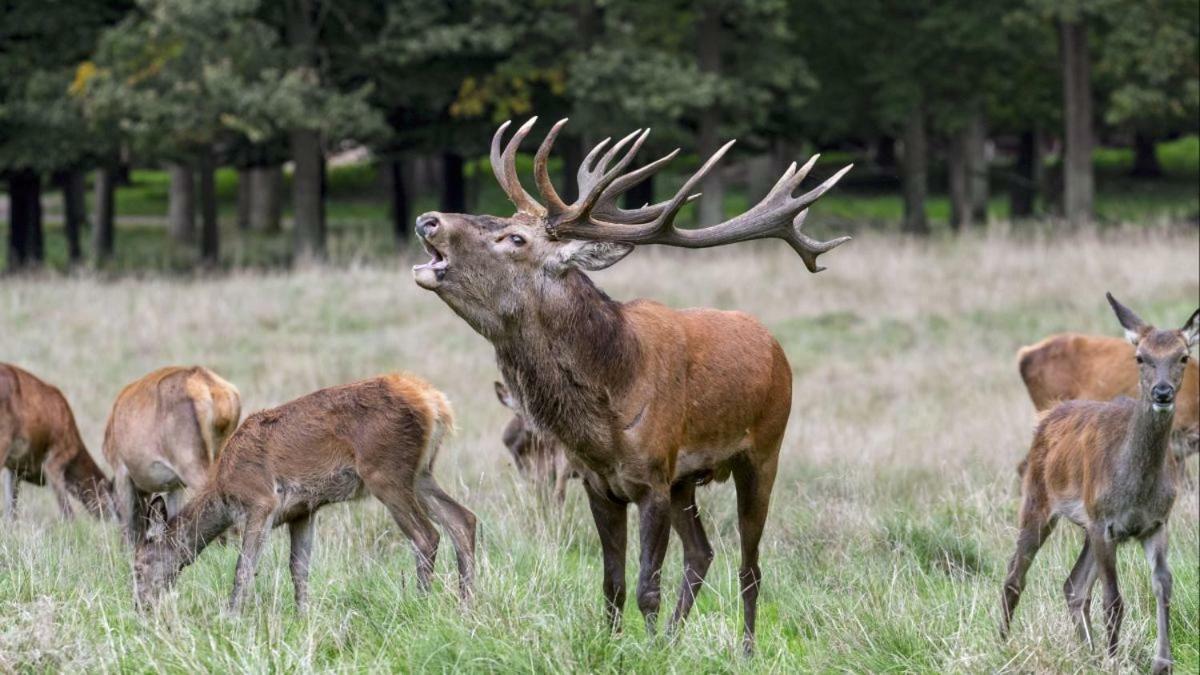 Ardennes Woods Panzió Marche-en-Famenne Kültér fotó